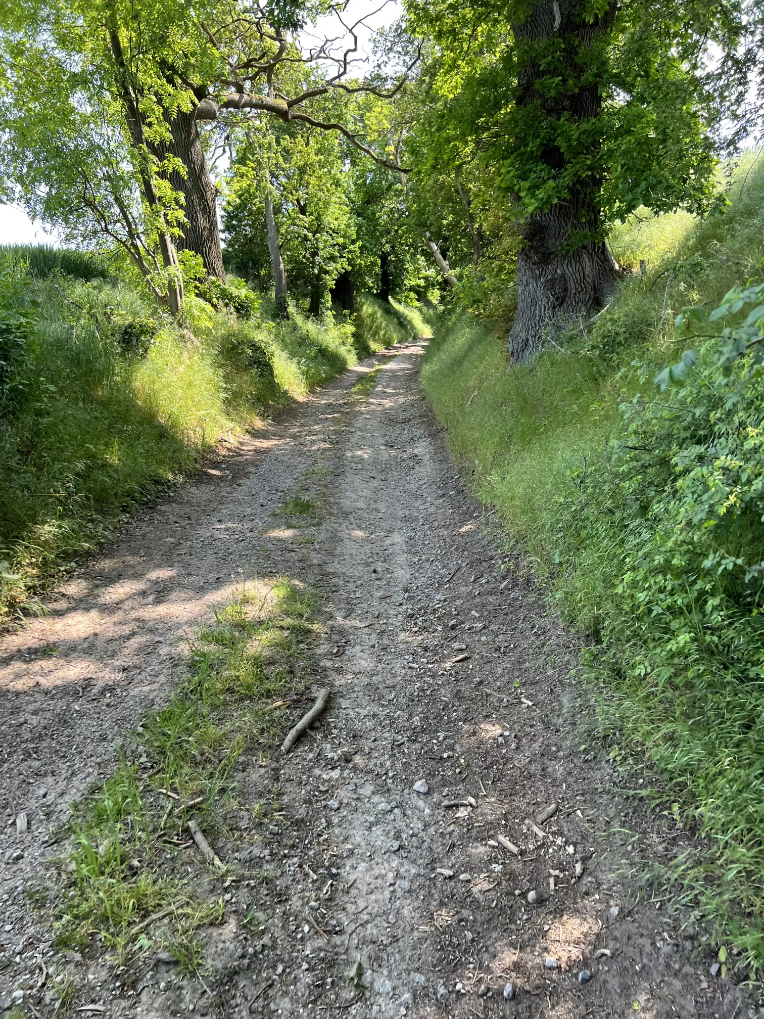 Schlösser Tour Ulrichshusen-Basedow Hohlweg